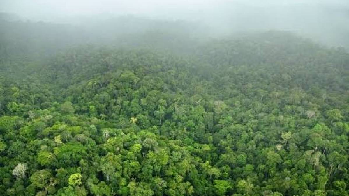 Meet the World’s Most Forested Country: The Rainforest Nation Where 93% of the Land Remains Green