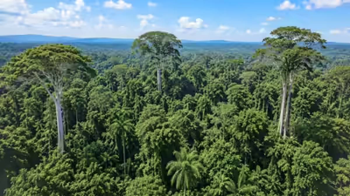How the World's Tallest Trees Outsmart Gravity to Survive Drought