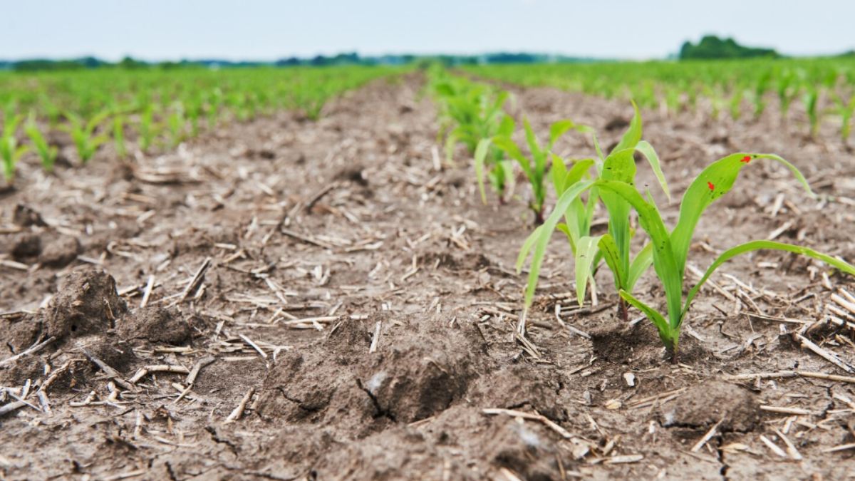 Delayed Monsoon in Telangana Leaves Crops Withering, Farmers Struggle With Rising Debt | Photo Credit: https://www.magnific.com