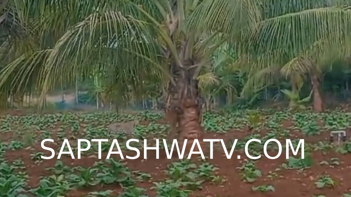 ಮೈಸೂರು ಜಿಲ್ಲೆಯಲ್ಲಿ ಮುಂದುವರಿದ ಹುಲಿ ಹಾವಳಿ - ನಂಜನಗೂಡಿನ ಮಡುವಿನಹಳ್ಳಿಯಲ್ಲಿ ಮಧ್ಯಾಹ್ನವೇ ಪ್ರತ್ಯಕ್ಷವಾದ ಹುಲಿರಾಯ!!