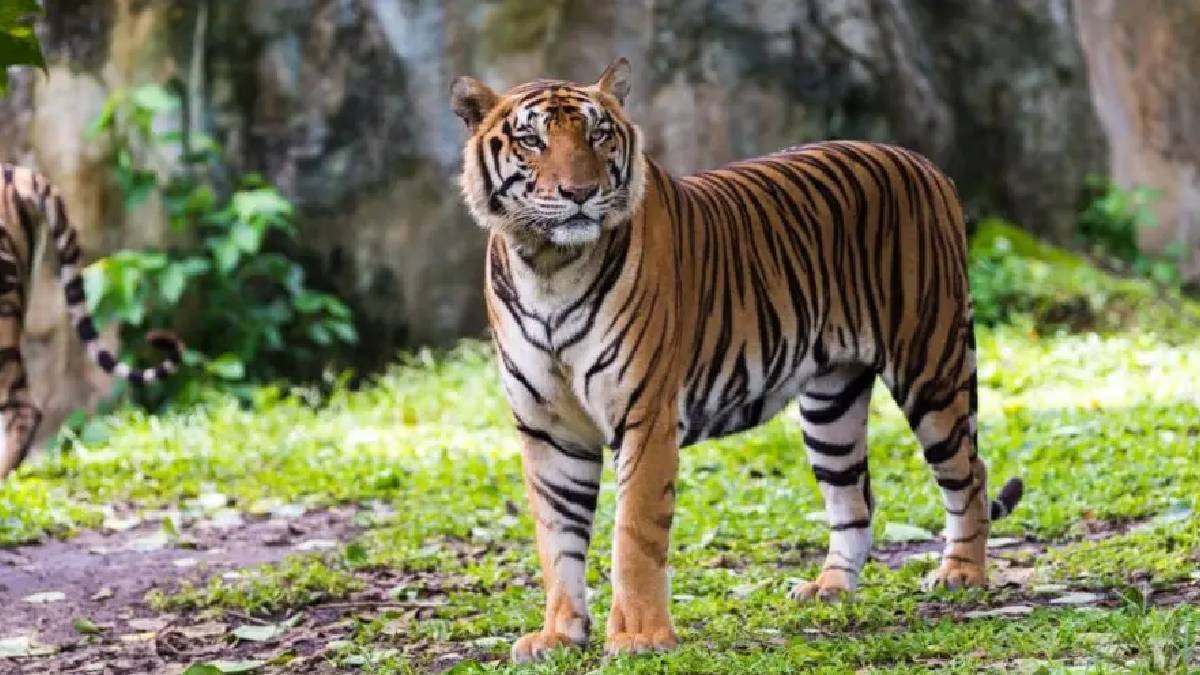 India Leads Global Tiger Conservation with Nearly 70% of World’s Wild Tigers
