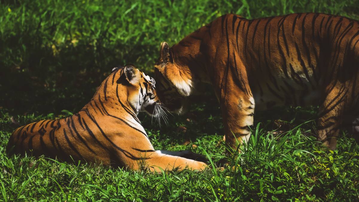 World Tiger Day 2026 | Photo Credit: www.pexels.com