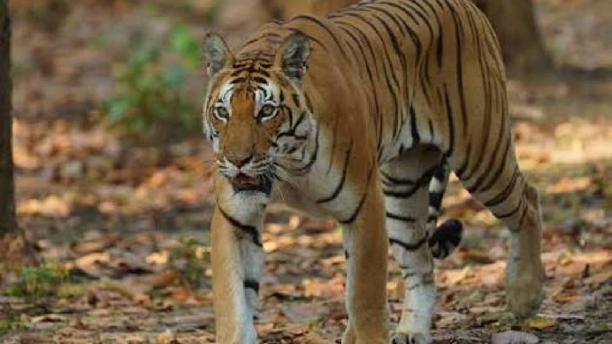 Tiger Deaths in MP: Is Canine Distemper Virus the Next Big Threat to India's Big Cats