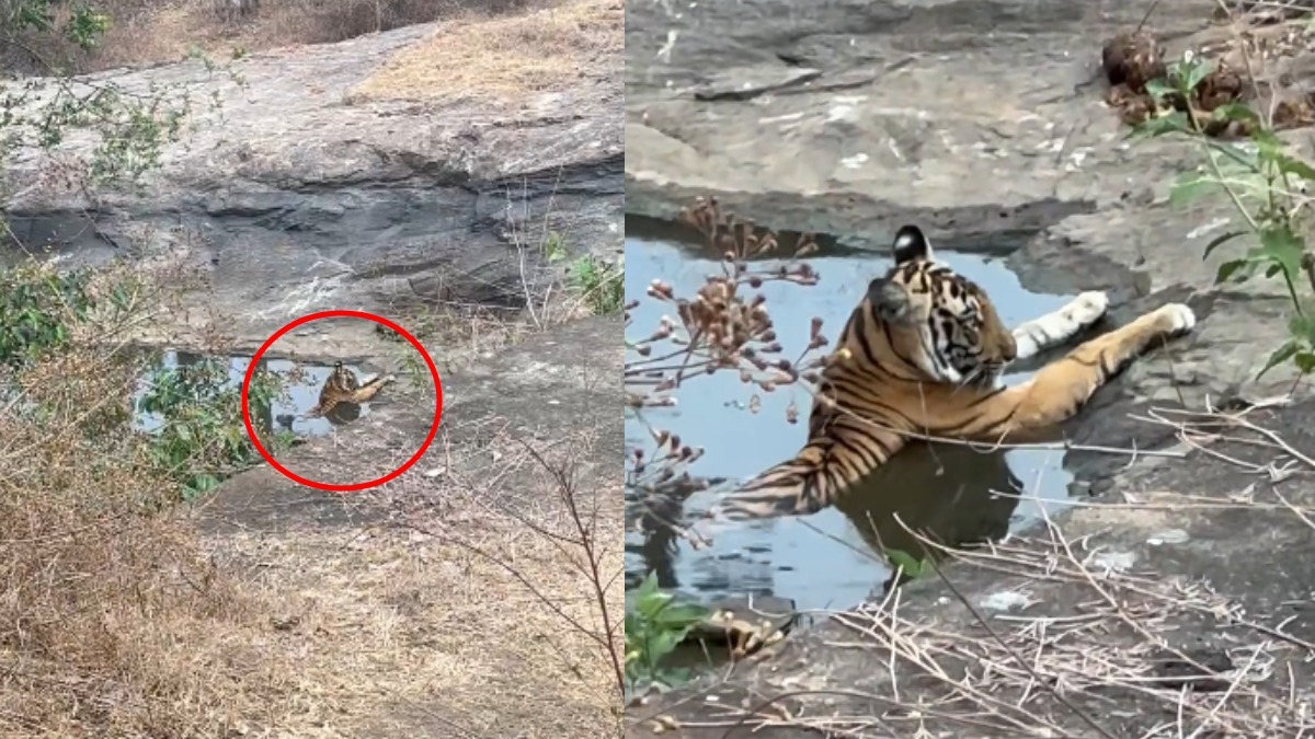 Rare Sight at Mudumalai: Female Tiger Spotted Relaxing in Forest Waterhole Amid Summer Heat