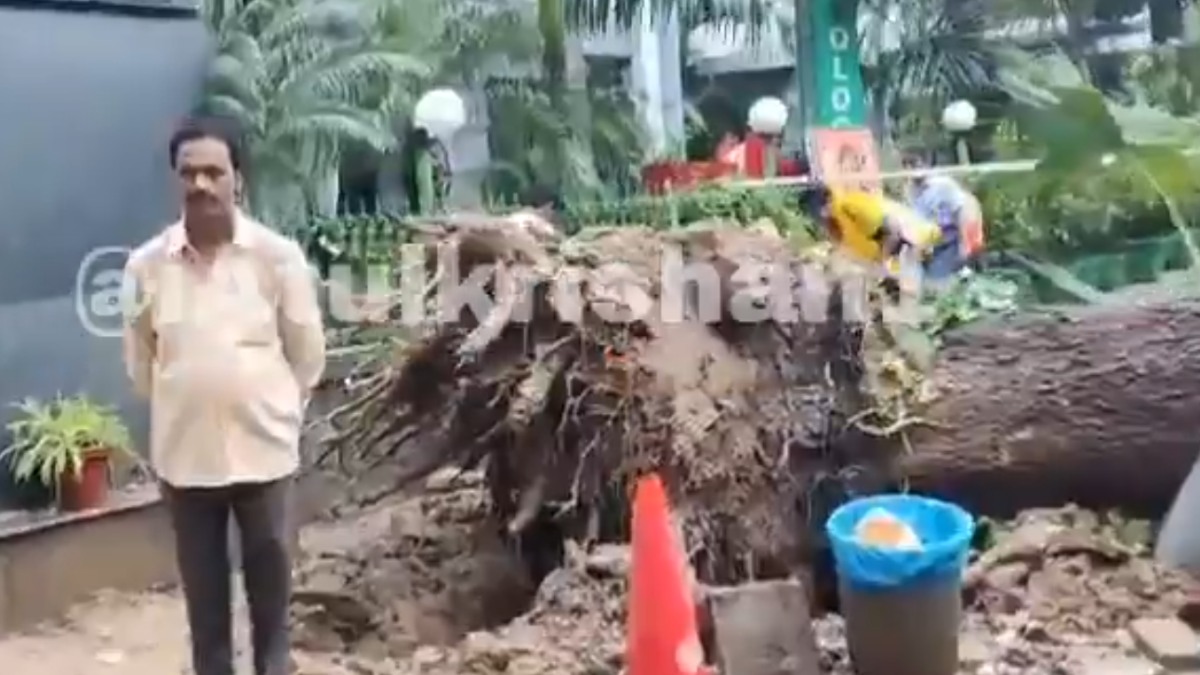Delhi Traffic Alert: Tree Falls Near ISKCON Temple, Causes Major Traffic Disruption | Photo Credit: https://x.com/iAtulKrishan1