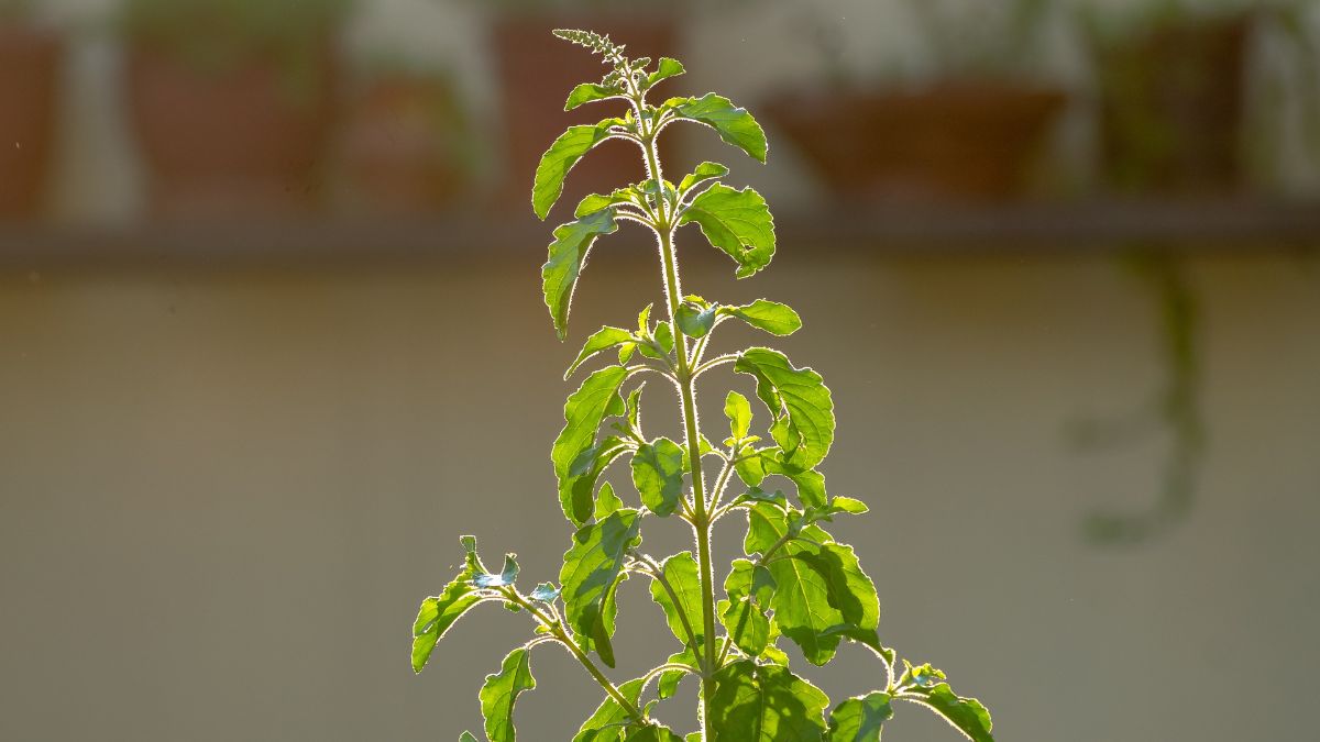 Can You Plant More Than One Tulsi Plant at Home? Vastu Shastra Reveals the Right Way