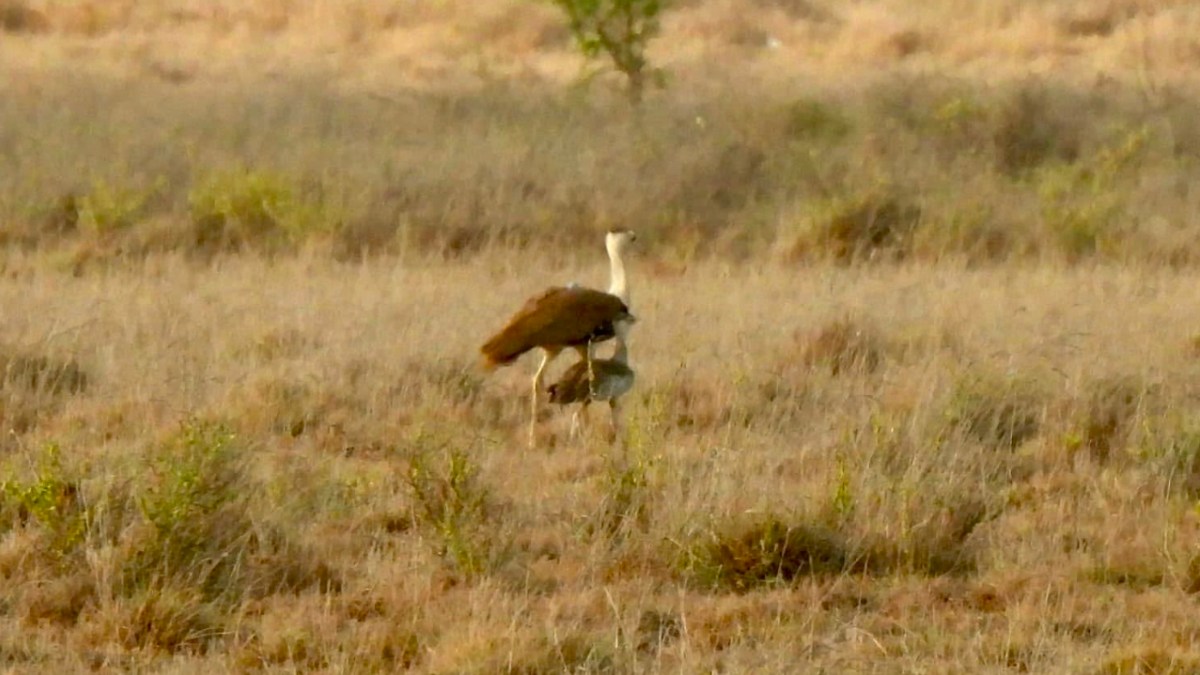 Karnataka Forest Department to Intensify Crackdown on Wildlife Hunting in North Karnataka