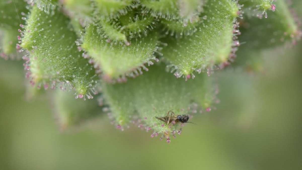 Carnivorous insect-eating plant validating Darwin theory | Photo Credit: https://x.com/newscientist