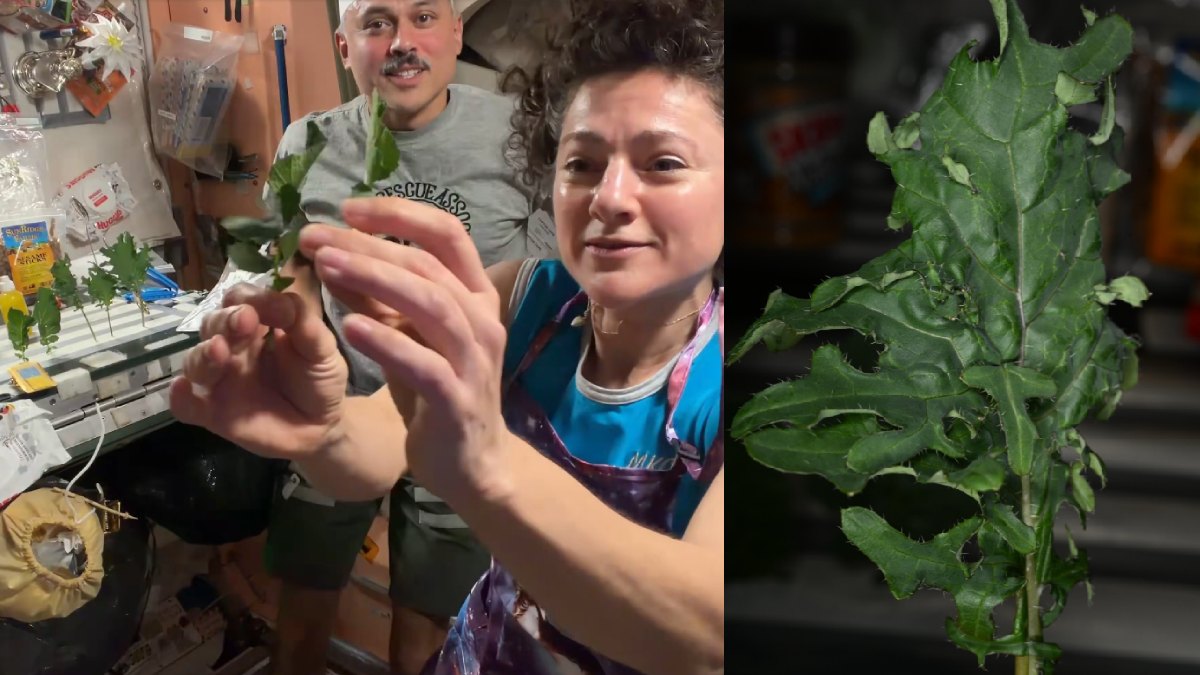 NASA Astronaut Anil Menon Harvests Fresh Greens in Space, Says ‘Mark Watney Would Be Proud’