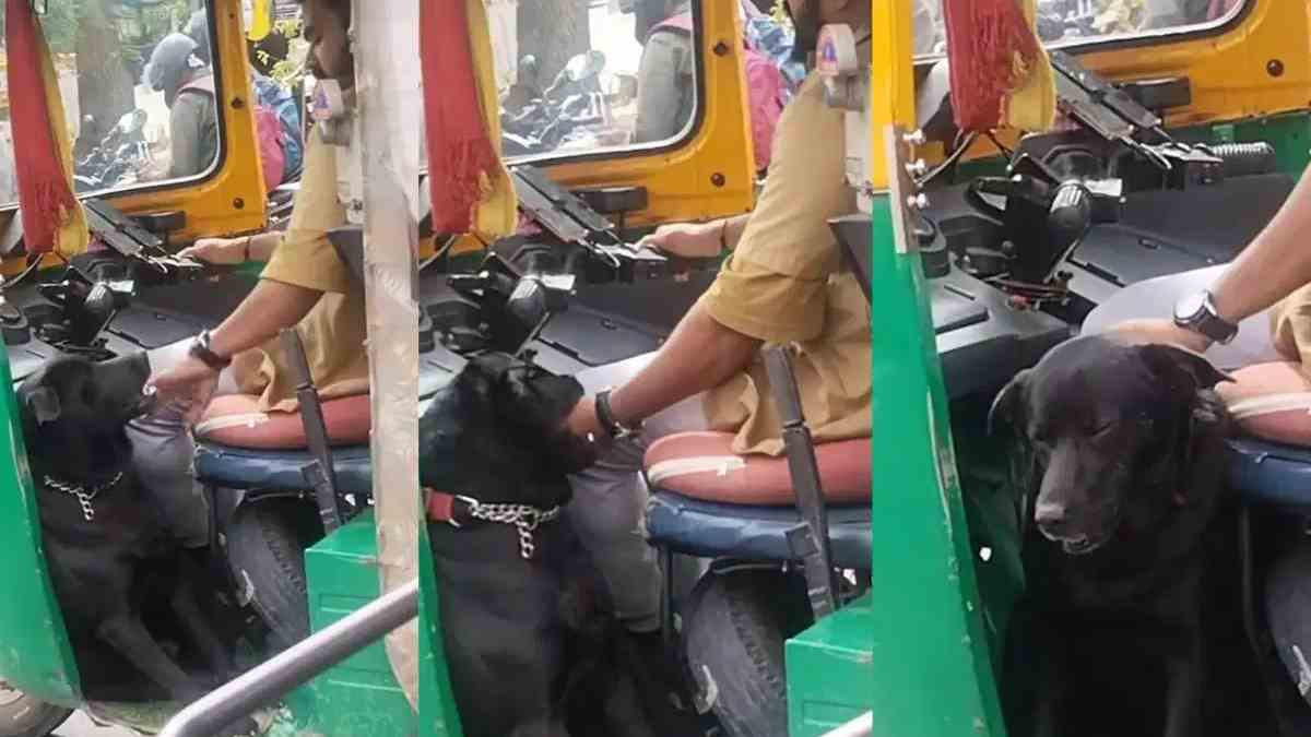 ದುಡಿಮೆಯಲ್ಲೂ ಆಟೋ ಡ್ರೈವರ್‌ಗೆ ಜತೆಯಾಗುವ ಶ್ವಾನ - ವೈರಲ್ ಆಯ್ತು ಹೃದಯಸ್ಪರ್ಶಿ ದೃಶ್ಯ!! | Photo Credit: https://www.instagram.com/phd.moments/