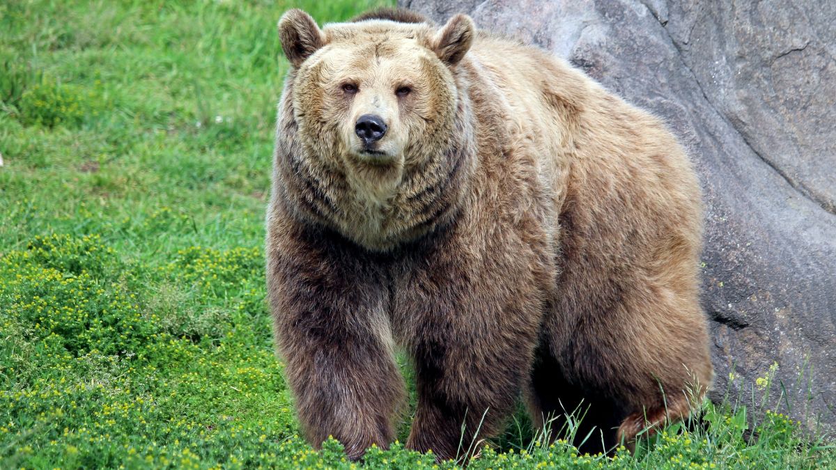 Four Killed in Separate Bear Attacks Across Chhattisgarh; Three Siblings Die While Saving Children