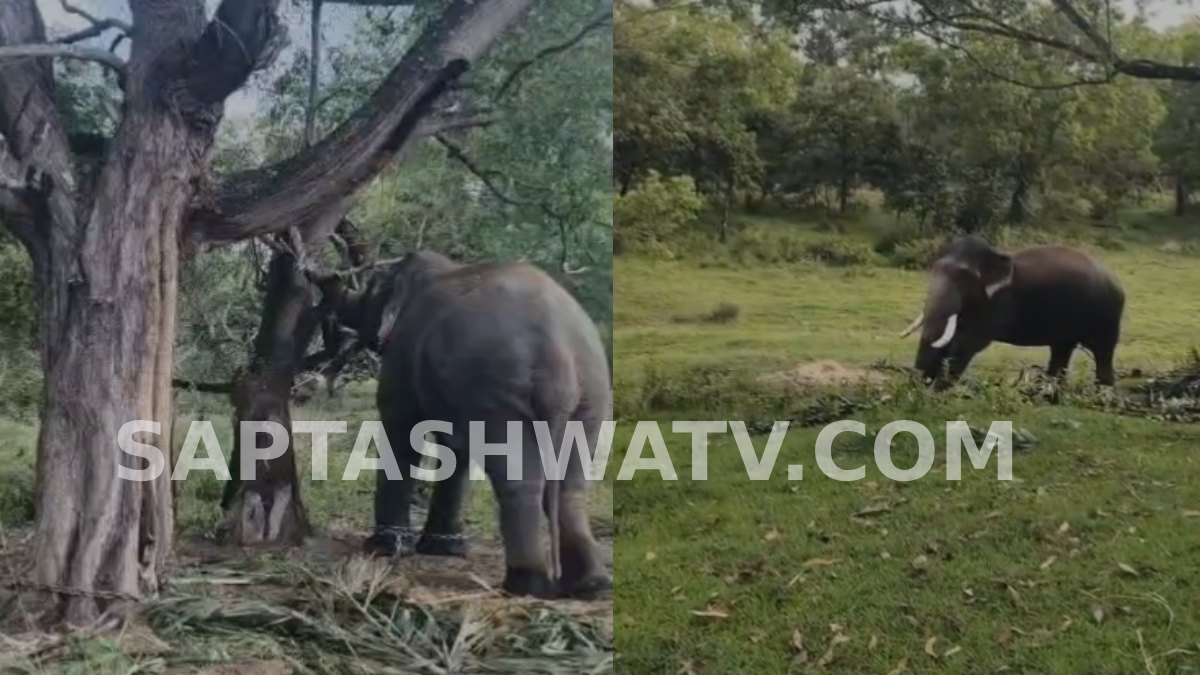 Belur Forest Department Launches Wild Elephant Capture Operation With Six Trained Elephants