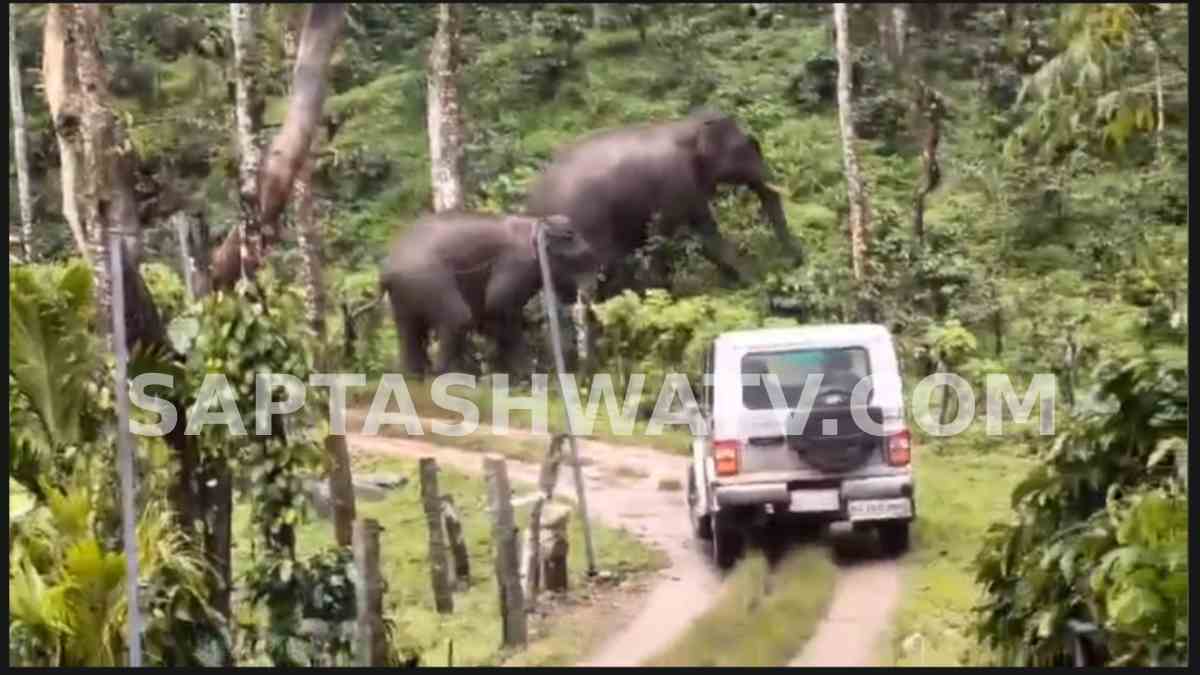Wild Elephant Herd Damages Coffee Estates in Chikkamagaluru