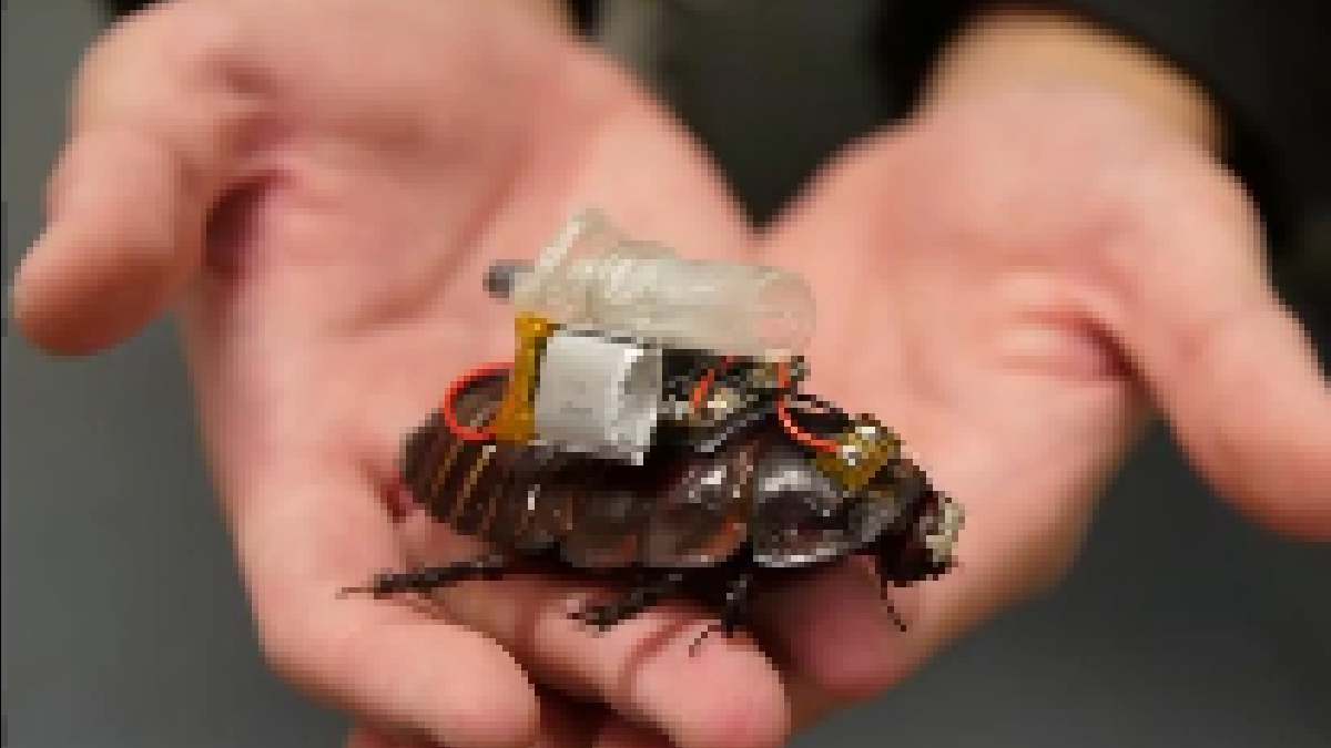 Creepy but Clever: Scientists Create Cockroach Cyborgs for Rescue Missions