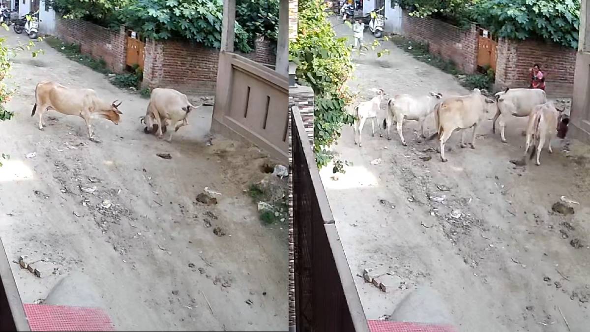 Five-Year-Old Girl Injured in Cow Attack in Lucknow | Photo Credit: https://x.com/TheSiasatDaily