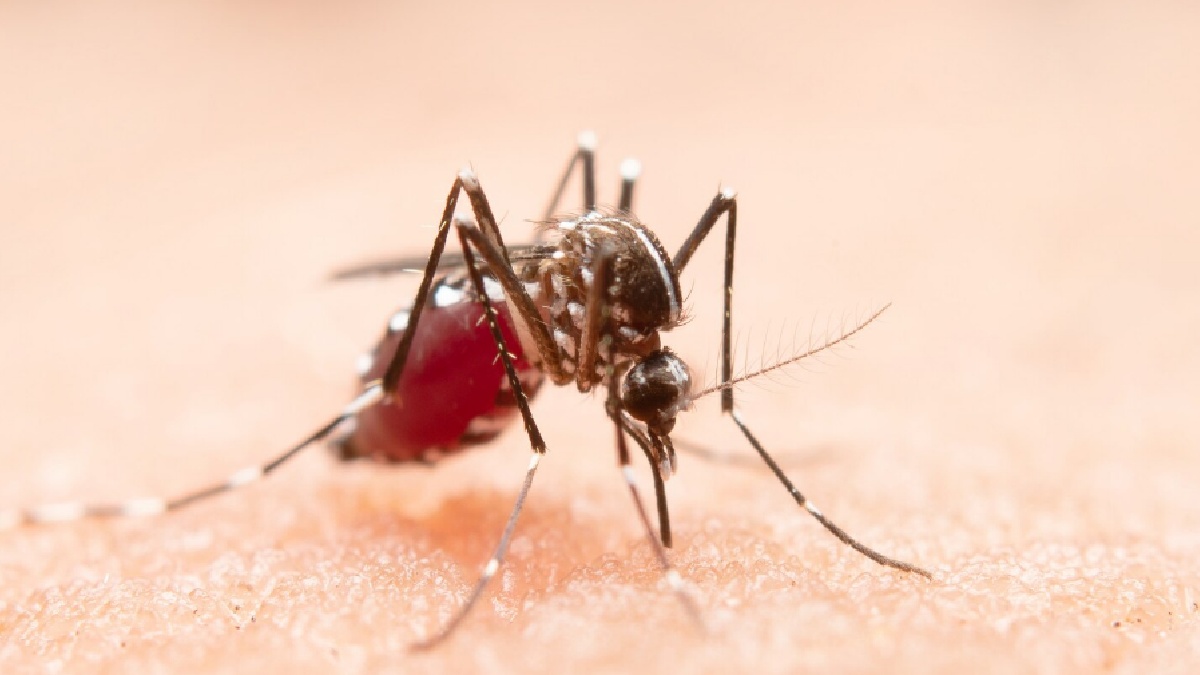 Chennai Dengue Alert: Aedes Mosquito Breeding Detected in Thousands of Homes as Cases Rise