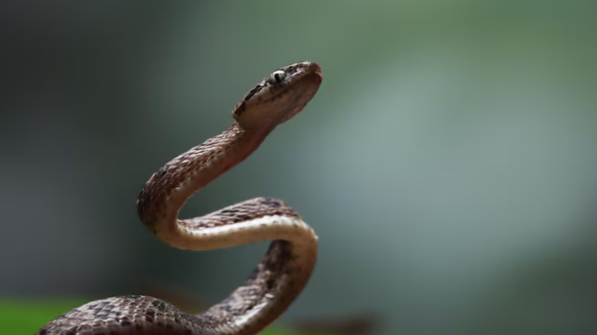 Gadchiroli Ashram School Tragedy: Three Tribal Girls Die After Suspected Snakebite, One on Ventilator