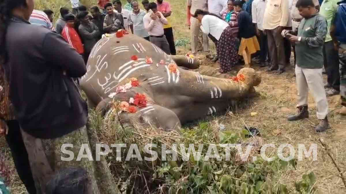 35-Year-Old Wild Elephant Dies After Electric Shock