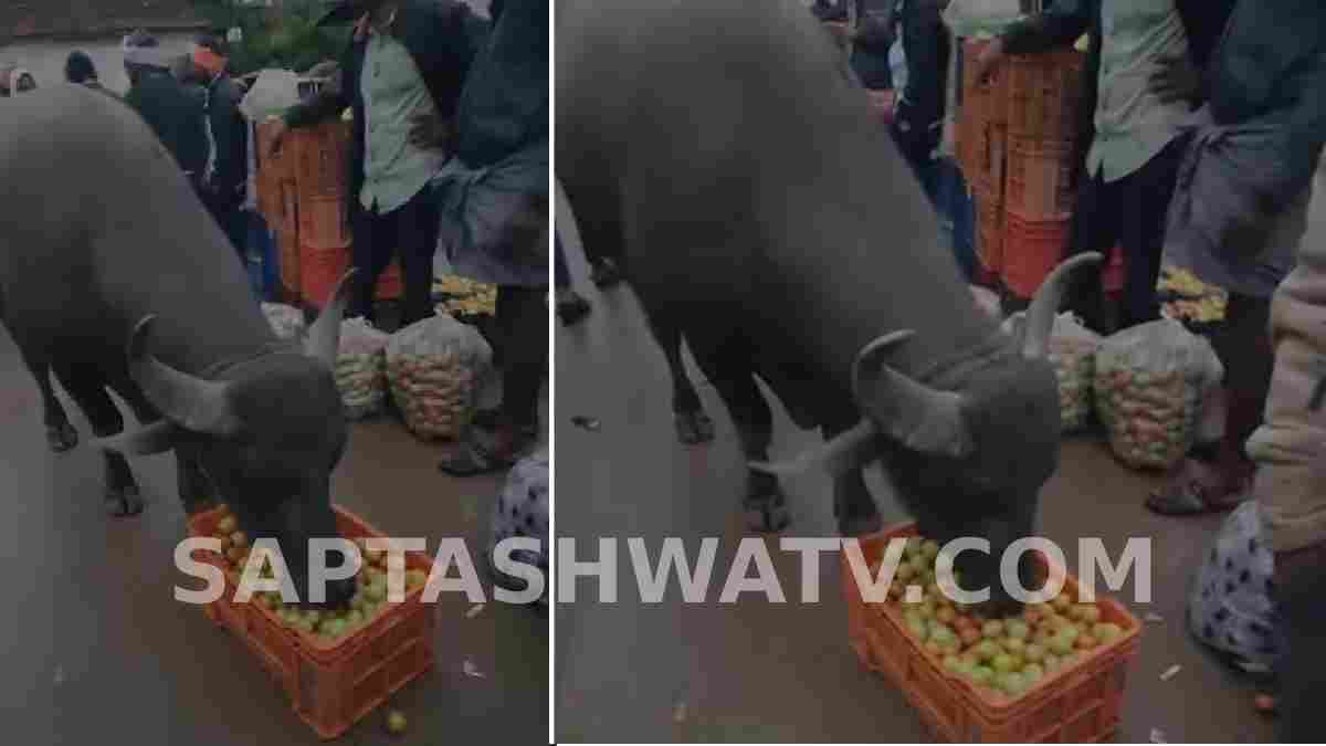 ಟೊಮ್ಯಾಟೊ ಬೆಲೆ ಕುಸಿತಕ್ಕೆ ಕಂಗಾಲಾದ ರೈತ - ಮಾರಾಟದ ಬದಲು ಹಸುವಿಗೆ ತಿನ್ನಿಸಿದ ಬೆಳೆ!!