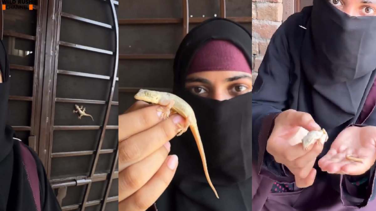 Afraid of Lizards? Meet the Tiny Insect Hunter That Can Regrow Its Tail