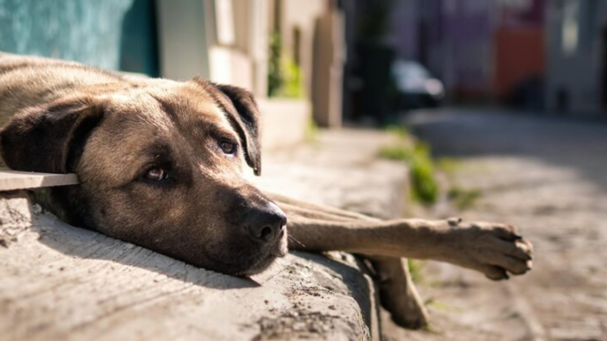 Three-Year-Old Boy Attacked by Stray Dogs in Hubballi, Admitted to KIMS ICU