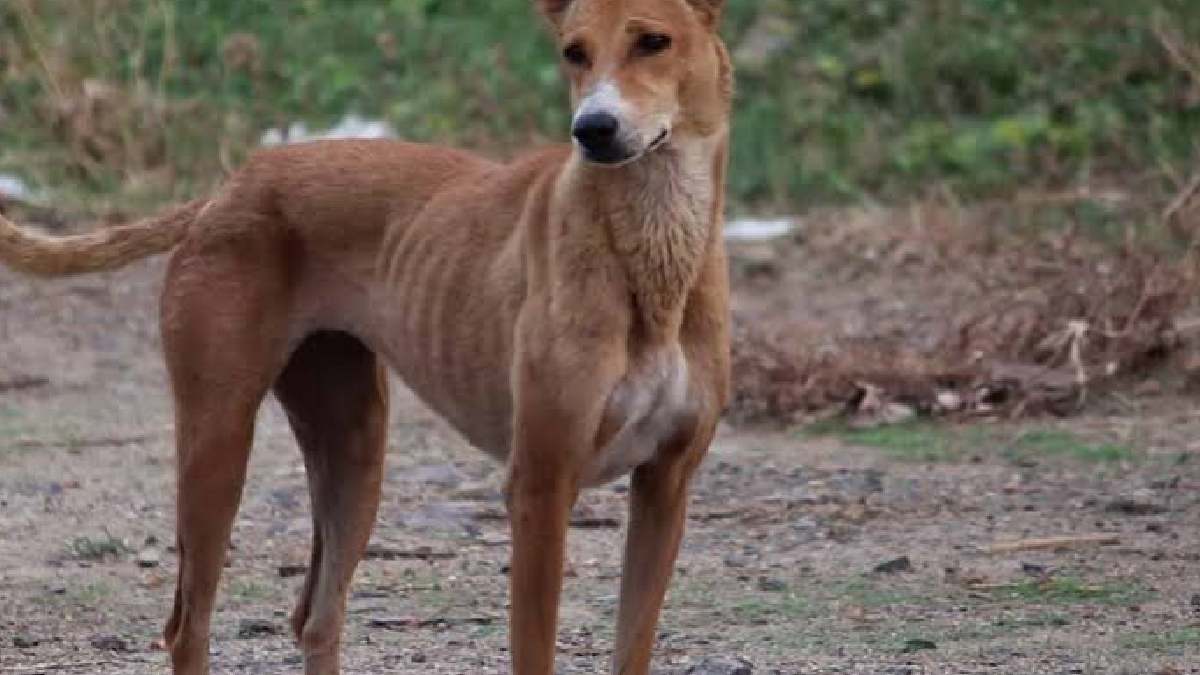 ₹4 Lakh Jewellery Goes Missing at Hospital — CCTV Reveals a Stray Dog Took the Bag