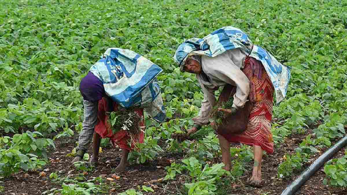 Poor Monsoon Hits Karnataka's Tur Crop, Dal Prices Could Soar