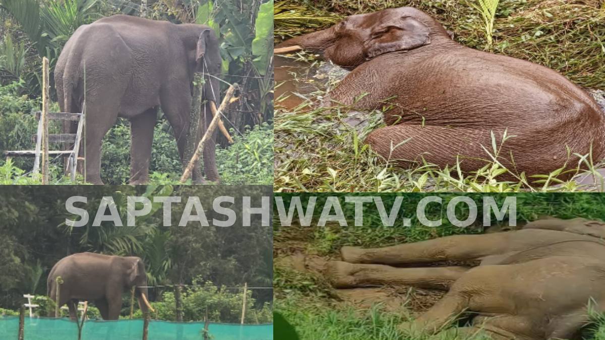 Wild Elephant Found Dead in Arecanut Plantation Near Napoklu in Kodagu, Forest Officials Begin Probe
