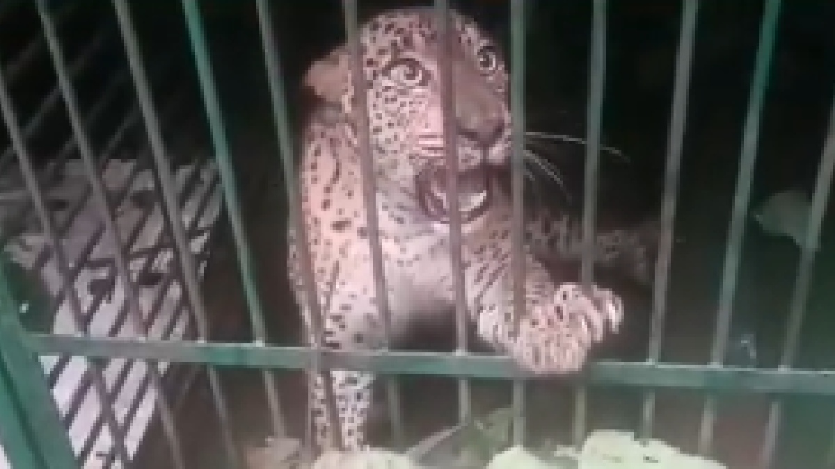 Leopard Trapped in Kollam After Preying on Domestic Animals, Forest Team Steps In
