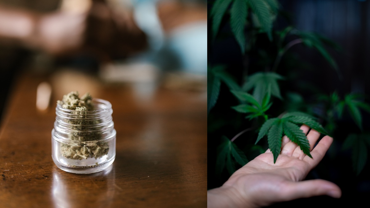 Nepal's Gandaki Province Legalizes Medical cannabis Farming Despite Federal Ban