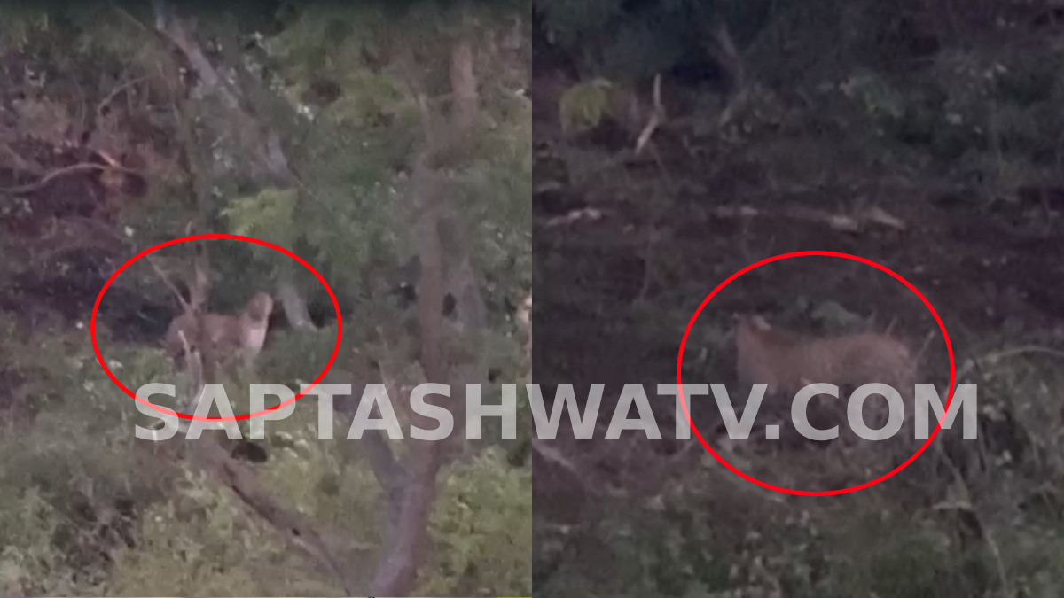 Leopard Spotted Again in Bengaluru's Banashankari; Second Sighting in a Month Sparks Panic