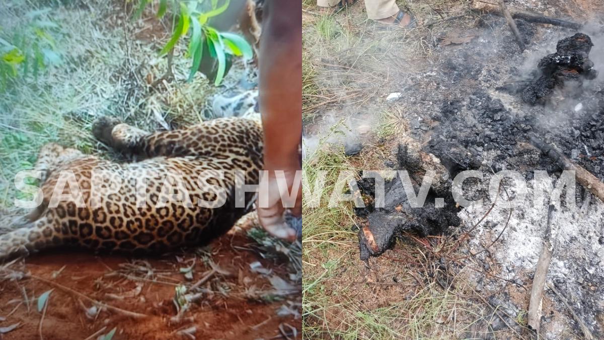 Tumakuru Leopard Carcass Burnt: Three Arrested for Allegedly Setting Fire to Animal Remains