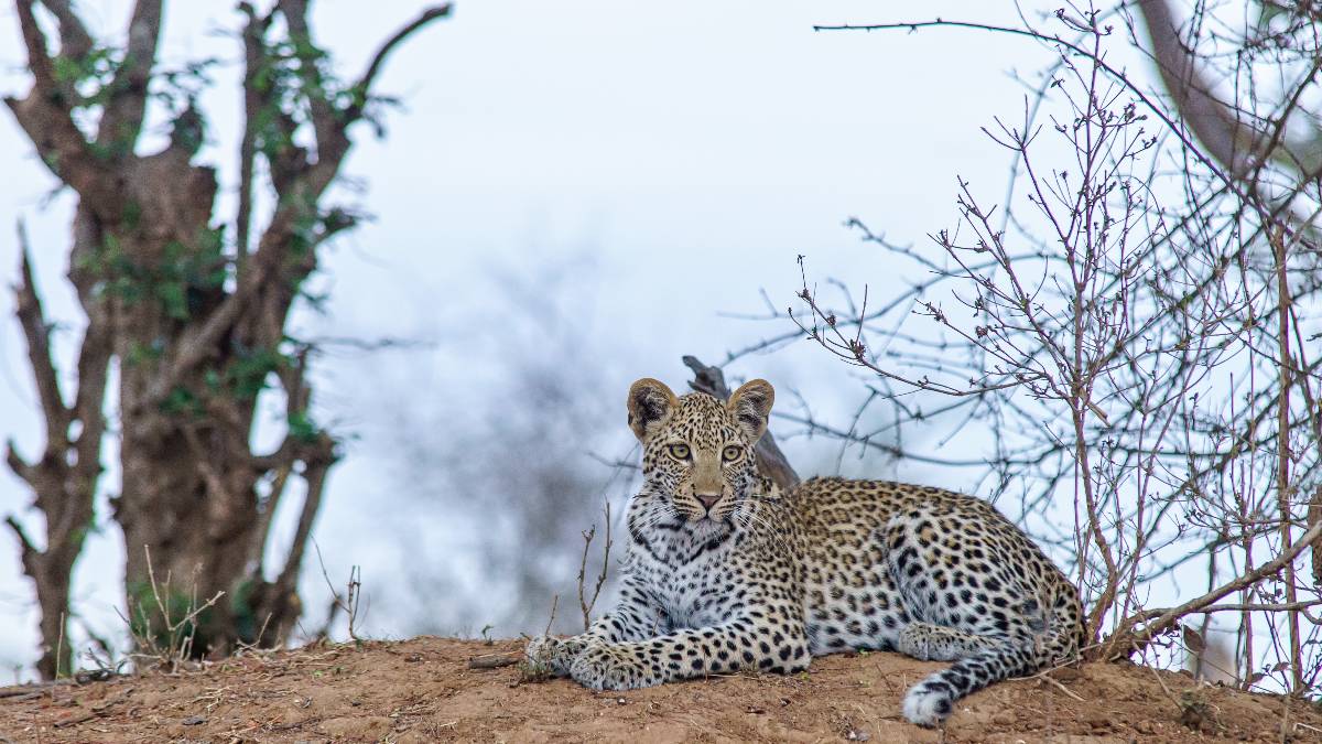 Leopard Enters House At 3:40 AM, Returns Twice To Carry Away Puppies In Himachal’s Rajgarh