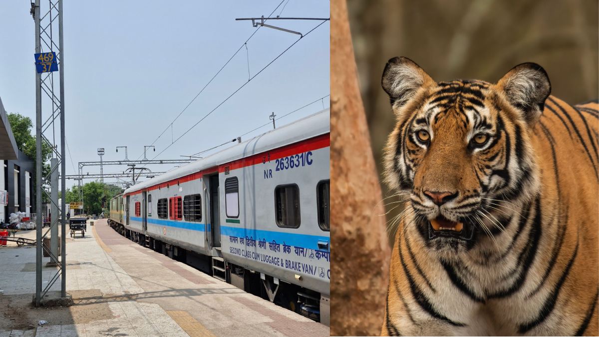 Maharashtra Forest Department and IRCTC Launch VANDARSHAN Wildlife Tourism | Photo Credit: pexels.com