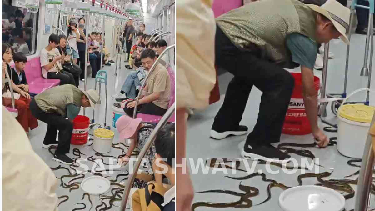 ರೈಲಿನೊಳಗೆ ಏಕಾಏಕಿ ಹರಿದಾಡಿದ ಈಲ್ ಮೀನುಗಳು -  ಪ್ರಯಾಣಿಕರ ಶಾಂತ ನಡೆಗೆ ಭಾರೀ ಮೆಚ್ಚುಗೆ!!