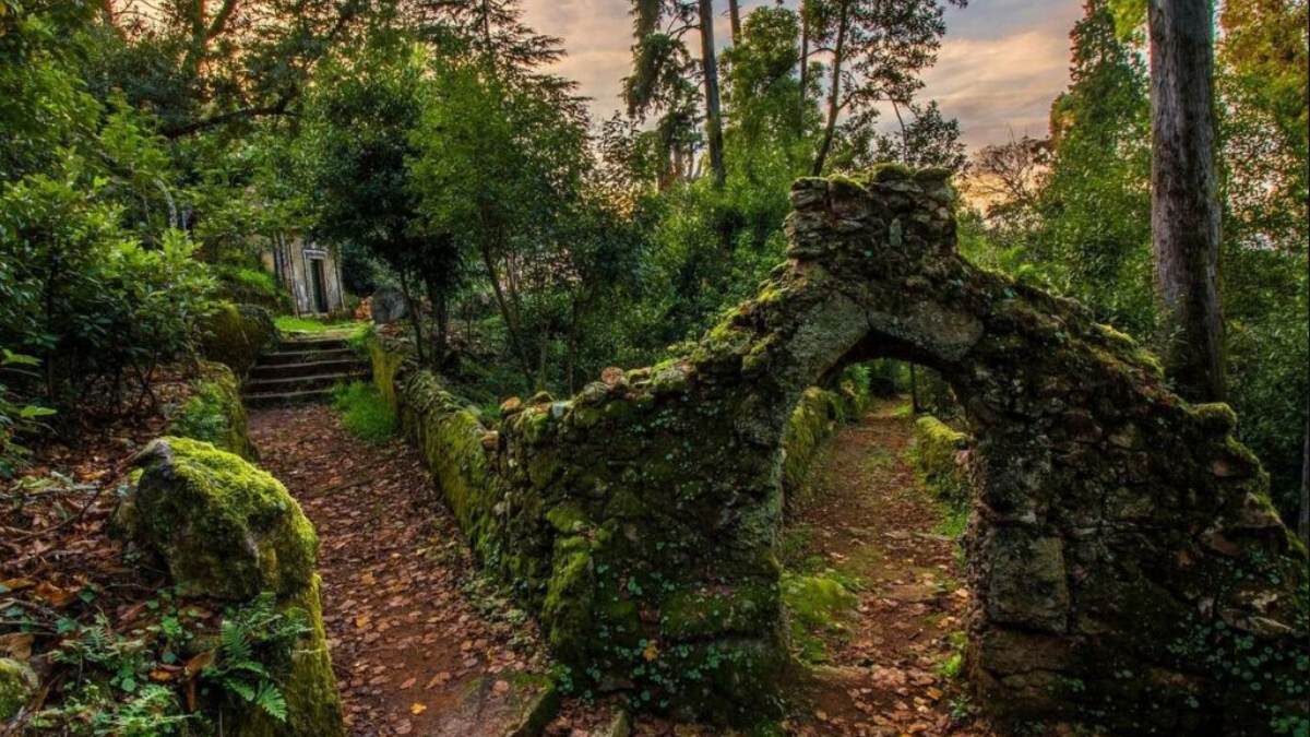 Portugal’s Ancient Buçaco Forest Becomes One of Just Four Healing Forests in the World