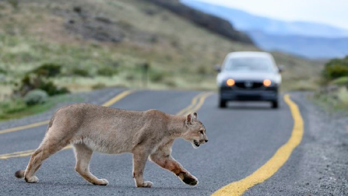 Pumas Are Saving Human Lives: Wildlife Crossings Cut Vehicle Collisions by 76%