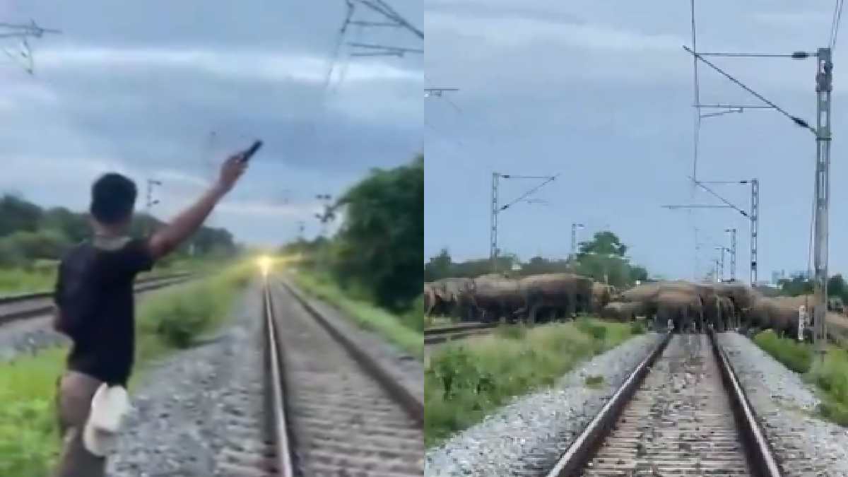 Rajdhani Express Slowed in Assam to Let a Herd of Elephants Cross Safely