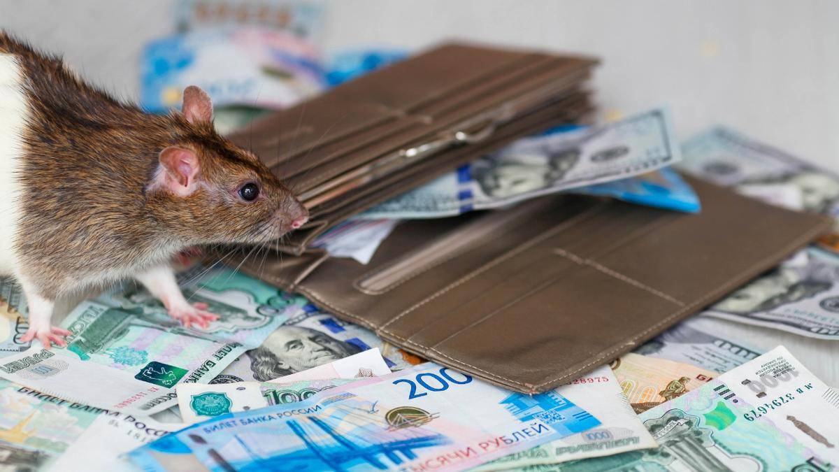 Chikkamagaluru’s ‘Money-Loving’ Rat Exposed: Rodent Steals Notes and Builds a Nest!
