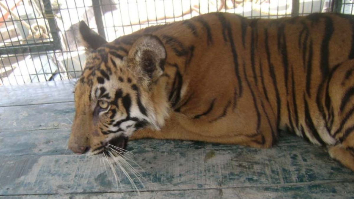 Tiger Dies at Jharkhali Rehabilitation Centre, Death of 16-Year-Old ‘Sundar’ Raises Concerns