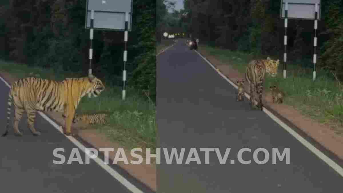 ತಡೋಬಾ ಕಾಡಿನಲ್ಲಿ ರೋಚಕ ಕ್ಷಣ - ಮೂರು ಮರಿಗಳೊಂದಿಗೆ ರಸ್ತೆ ದಾಟಿದ ಹುಲಿ, ಹೆಡ್‌ಲೈಟ್‌ನಿಂದ ತಪ್ಪಿದ ಅನಾಹುತ!!