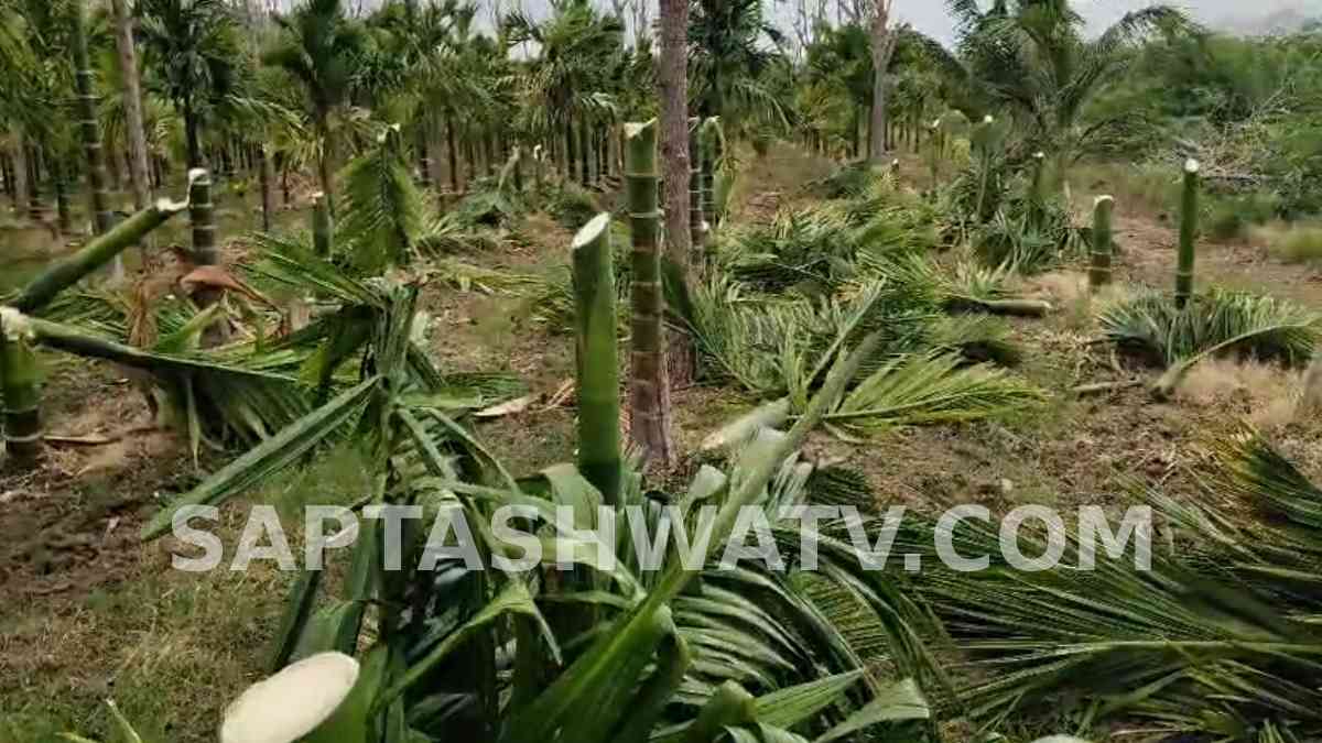 63 Arecanut Saplings Destroyed Overnight, Farmer Suspects Local Residents