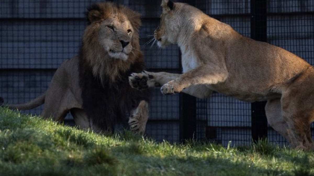 West Bengal Plans Mutton Menu for Tigers and Lions | Photo Credit: https://x.com/afpfr