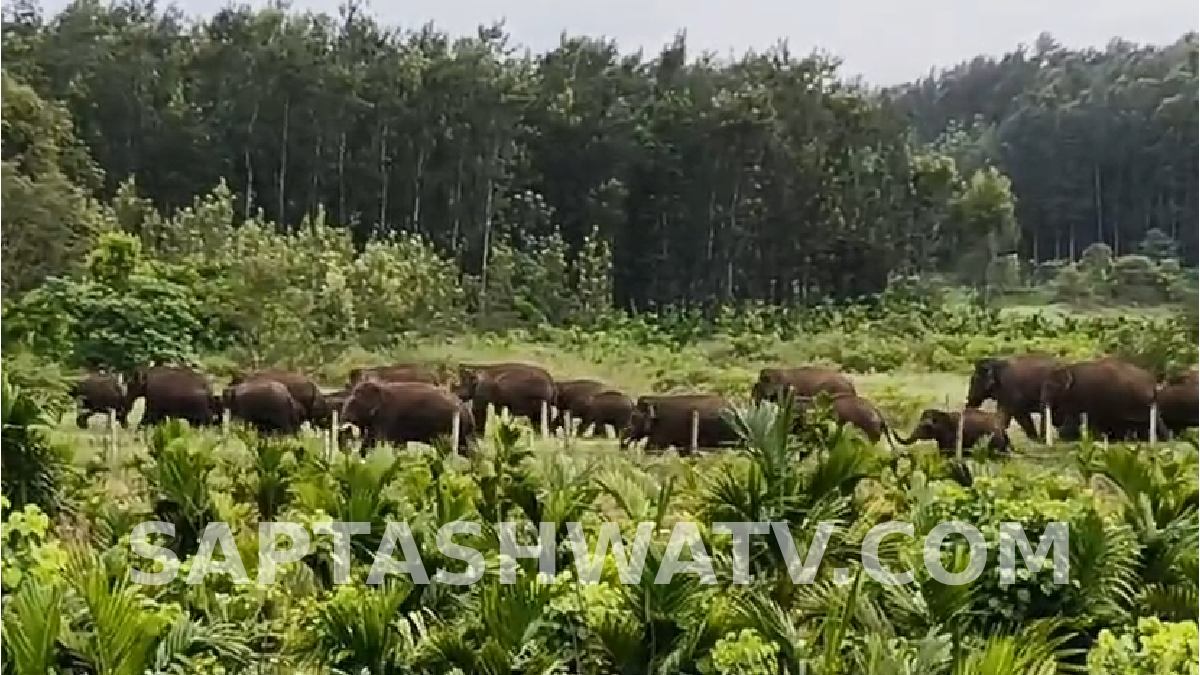 ಹಾಸನದಲ್ಲಿ ಕಾಡಾನೆಗಳ ಹಿಂಡು ಪ್ರತ್ಯಕ್ಷ -  ದನಗಳಂತೆ ಸಾಲಾಗಿ ಸಾಗಿದ 25ಕ್ಕೂ ಹೆಚ್ಚು ಆನೆಗಳು!!
