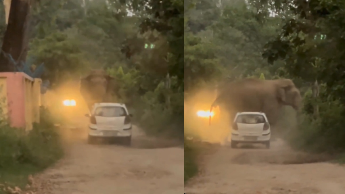 ಆನೆಯ ಎದುರು ನಿಂತರೂ ಹಿಂದಿರುಗಲಿಲ್ಲ ಕಾರು | Photo Credit: https://x.com/SaffronChargers