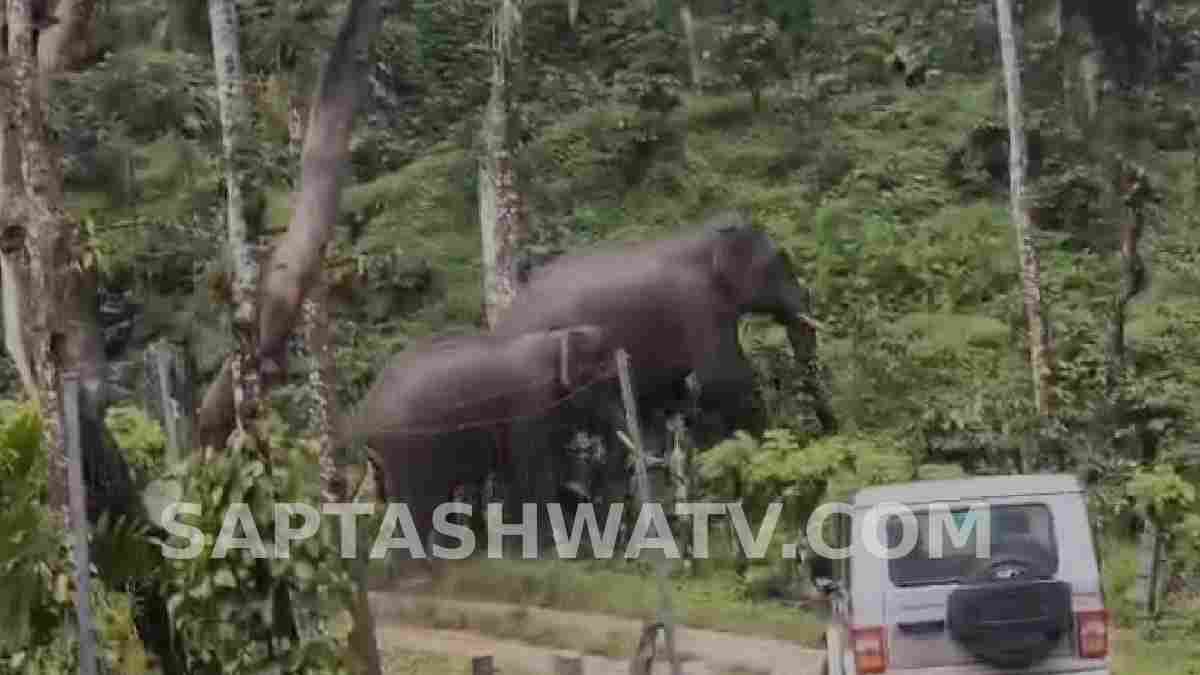 ಮಳೆಗಾಲದಲ್ಲೇ ಹೆಚ್ಚಿದ ಕಾಡಾನೆಗಳ ಸಂಚಾರ; ತೋಟದ ಕಾರ್ಮಿಕರಲ್ಲಿ ಜೀವಭಯ!!
