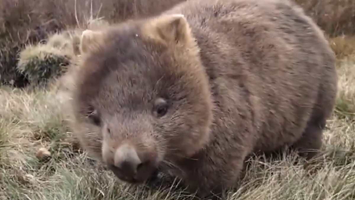 Sam Jones Wombat Controversy: US Influencer Faces Backlash After Taking Baby Wombat From Mother