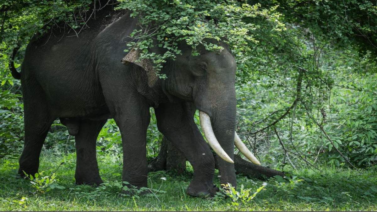 World Elephant Day: India’s Conservation Efforts Highlighted as Nation Protects Over 60% of Wild Asian Elephants