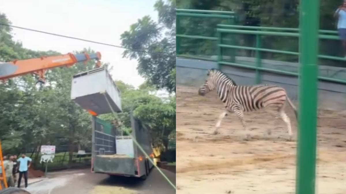 Two Zebras Arrive at Trivandrum Zoo from Vantara, Gujarat
