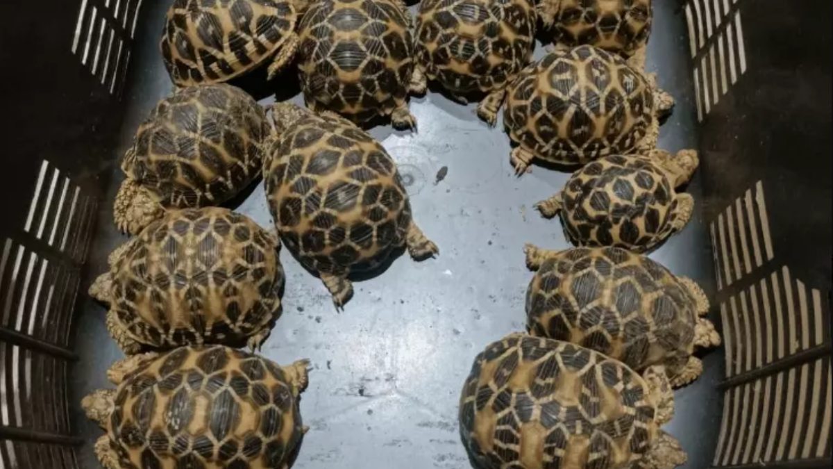 Illegal Wildlife Trade In Surat: 18 Indian Star Tortoises Seized, Two Held